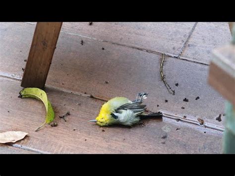 死鳥處理|【鳥死了怎麼處理】發現死鳥別亂丟！3步驟安全處理解決鳥類遺。